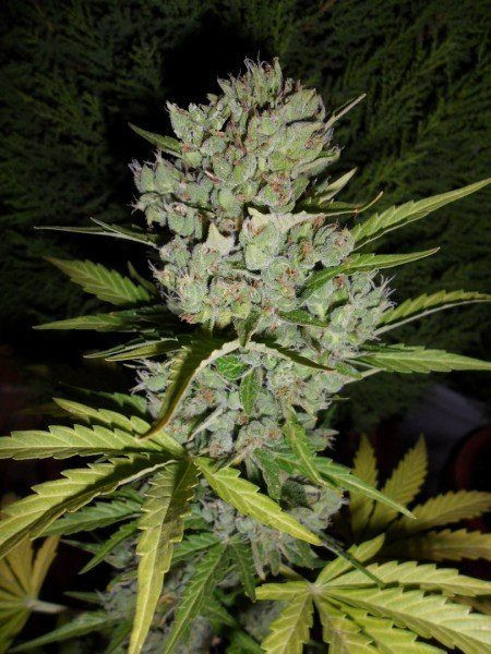 Super Skunk Auto - SENSI SEEDS | TanieSianie.pl