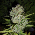Super Skunk Auto - SENSI SEEDS
