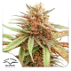 Durban Dew - DUTCH PASSION | TanieSianie.pl