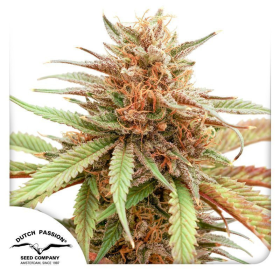 Durban Dew - DUTCH PASSION | TanieSianie.pl