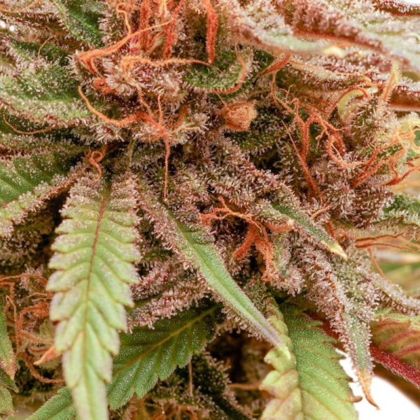 Durban Dew - DUTCH PASSION | TanieSianie.pl