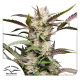 Auto Mimosa Punch - DUTCH PASSION | TanieSianie.pl