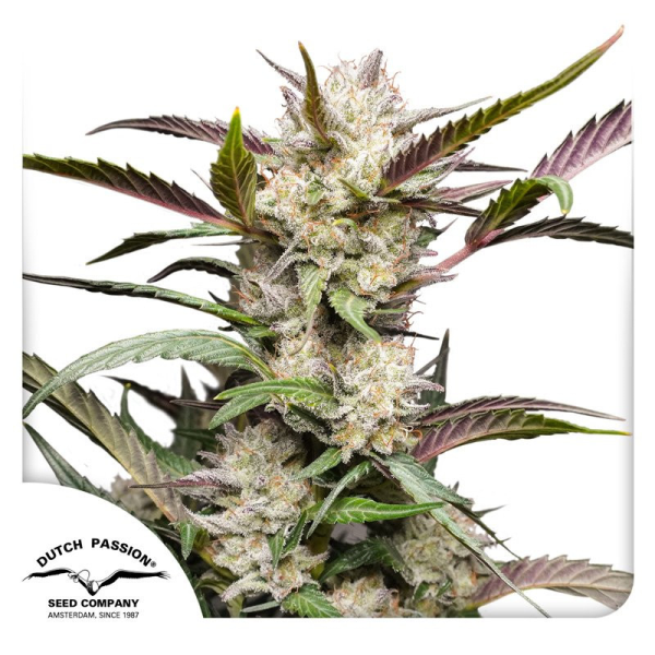 Auto Mimosa Punch - DUTCH PASSION | TanieSianie.pl