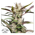 Auto Mimosa Punch - DUTCH PASSION