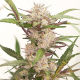 Auto Mimosa Punch - DUTCH PASSION | TanieSianie.pl