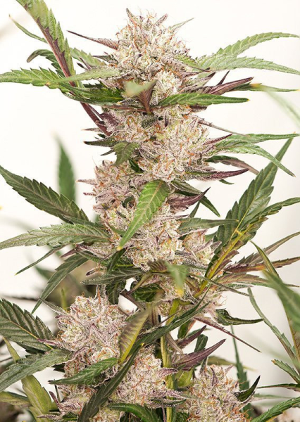 Auto Mimosa Punch - DUTCH PASSION | TanieSianie.pl