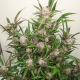 Auto Mimosa Punch - DUTCH PASSION | TanieSianie.pl