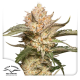 Auto Trichome & Cream - DUTCH PASSION | TanieSianie.pl
