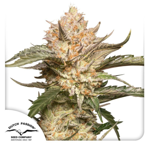 Auto Trichome & Cream - DUTCH PASSION | TanieSianie.pl