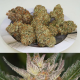 Auto Trichome & Cream - DUTCH PASSION | TanieSianie.pl