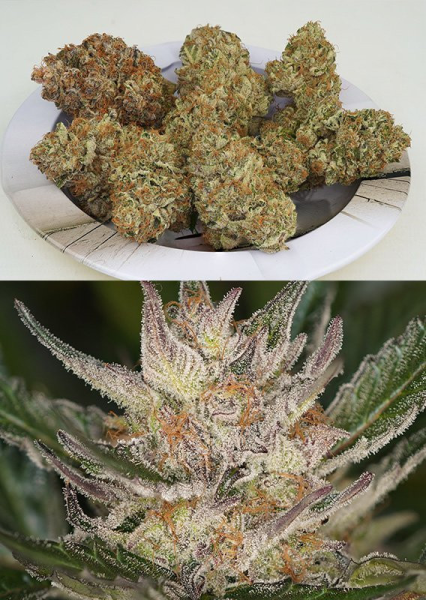 Auto Trichome & Cream - DUTCH PASSION | TanieSianie.pl
