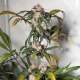 Auto Trichome & Cream - DUTCH PASSION | TanieSianie.pl