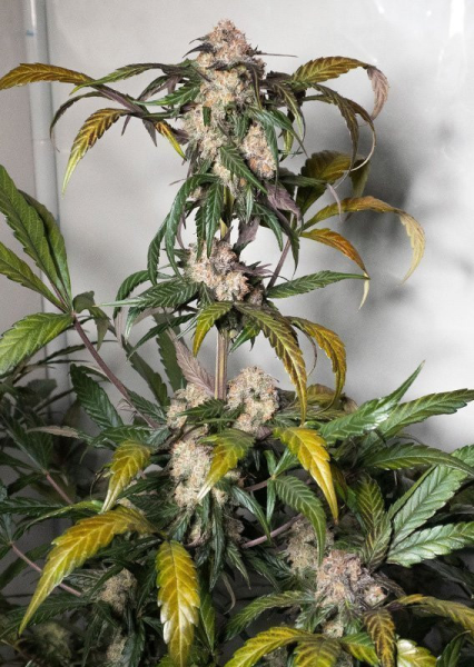 Auto Trichome & Cream - DUTCH PASSION | TanieSianie.pl