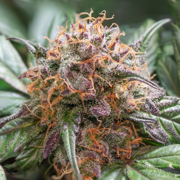 Auto Trichome & Cream - DUTCH PASSION | TanieSianie.pl