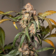 Auto Trichome & Cream - DUTCH PASSION | TanieSianie.pl