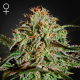 AMS - GREEN HOUSE SEEDS | TanieSianie.pl