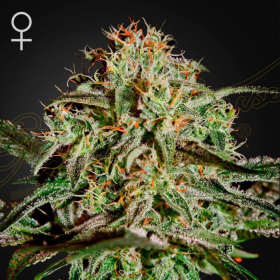AMS - GREEN HOUSE SEEDS | TanieSianie.pl