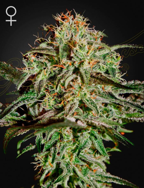 AMS - GREEN HOUSE SEEDS | TanieSianie.pl