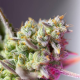 Sweet Mimosa XL Auto - SWEET SEEDS | TanieSianie.pl