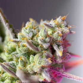 Sweet Mimosa XL Auto - SWEET SEEDS | TanieSianie.pl