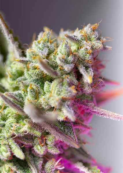 Sweet Mimosa XL Auto - SWEET SEEDS | TanieSianie.pl