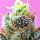 Sweet Mimosa XL Auto - SWEET SEEDS | TanieSianie.pl
