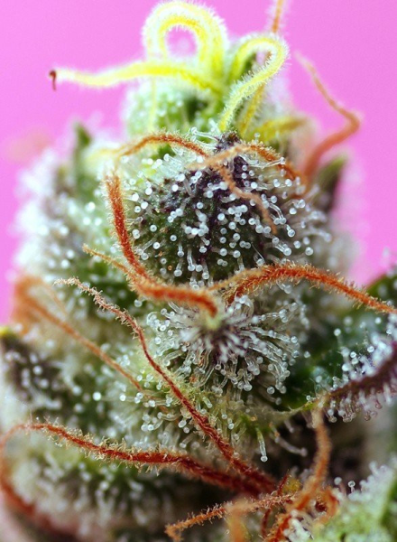 Sweet Mimosa XL Auto - SWEET SEEDS | TanieSianie.pl