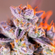 Tropicanna Poison XL Auto - SWEET SEEDS | TanieSianie.pl