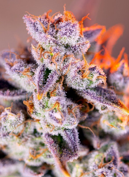 Tropicanna Poison XL Auto - SWEET SEEDS | TanieSianie.pl