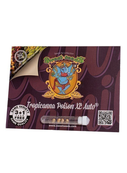 Tropicanna Poison XL Auto - SWEET SEEDS | TanieSianie.pl