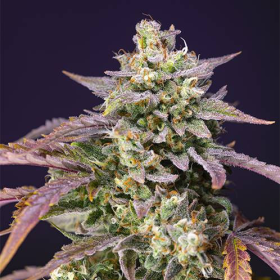 Purple Punch OG XL Auto - SWEET SEEDS | TanieSianie.pl