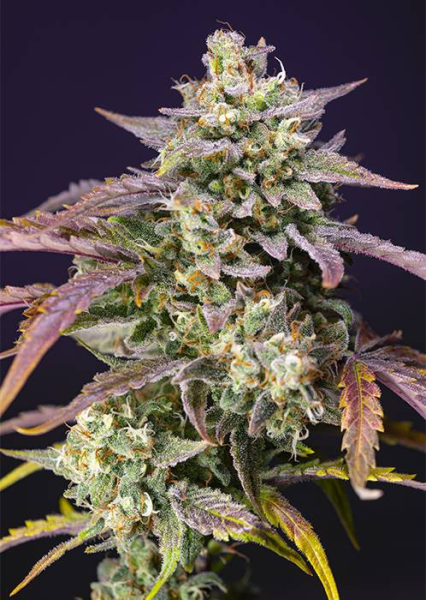 Purple Punch OG XL Auto - SWEET SEEDS | TanieSianie.pl