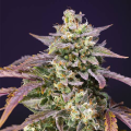 Purple Punch OG XL Auto - SWEET SEEDS
