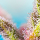 Purple Punch OG XL Auto - SWEET SEEDS | TanieSianie.pl