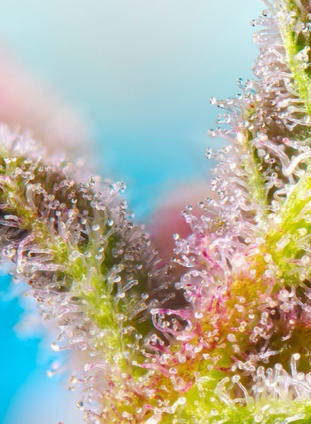 Purple Punch OG XL Auto - SWEET SEEDS | TanieSianie.pl