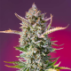 Gorilla Sherbet F1 Fast Version - SWEET SEEDS | TanieSianie.pl