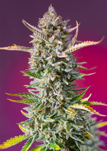 Gorilla Sherbet F1 Fast Version - SWEET SEEDS | TanieSianie.pl