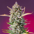 Gorilla Sherbet F1 Fast Version - SWEET SEEDS