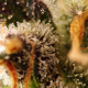 Gorilla Sherbet F1 Fast Version - SWEET SEEDS | TanieSianie.pl