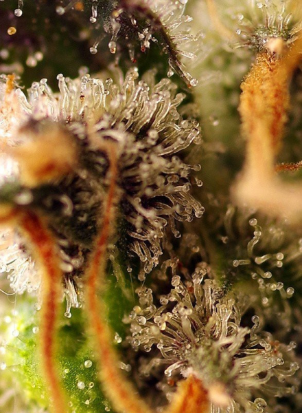 Gorilla Sherbet F1 Fast Version - SWEET SEEDS | TanieSianie.pl