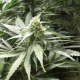 AMS - GREEN HOUSE SEEDS | TanieSianie.pl