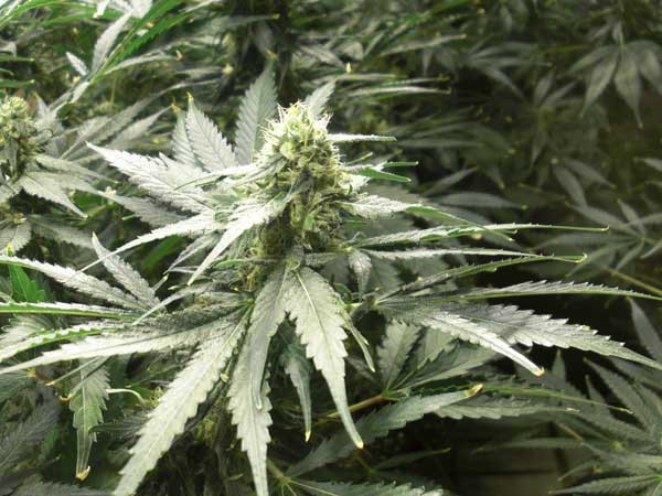 AMS - GREEN HOUSE SEEDS | TanieSianie.pl