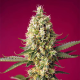 Skywalker OG Runtz XL Auto - SWEET SEEDS | TanieSianie.pl