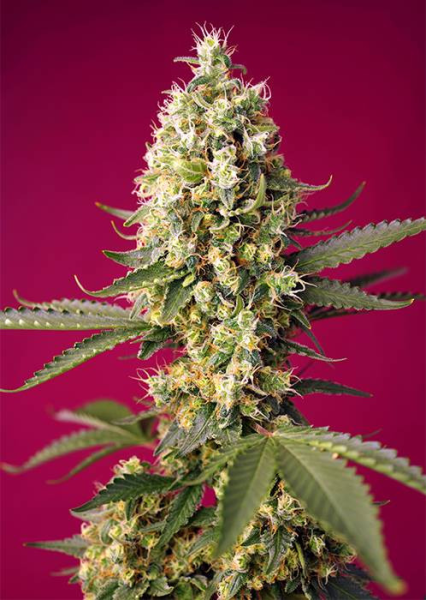 Skywalker OG Runtz XL Auto - SWEET SEEDS | TanieSianie.pl