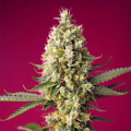 Skywalker OG Runtz XL Auto - SWEET SEEDS