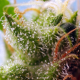Skywalker OG Runtz XL Auto - SWEET SEEDS | TanieSianie.pl