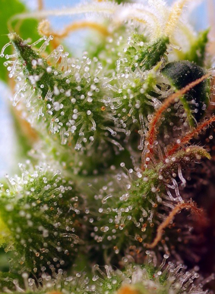 Skywalker OG Runtz XL Auto - SWEET SEEDS | TanieSianie.pl