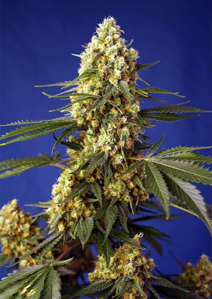 Strawberry Banana Gelato XL Auto - SWEET SEEDS | TanieSianie.pl