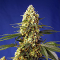 Strawberry Banana Gelato XL Auto - SWEET SEEDS
