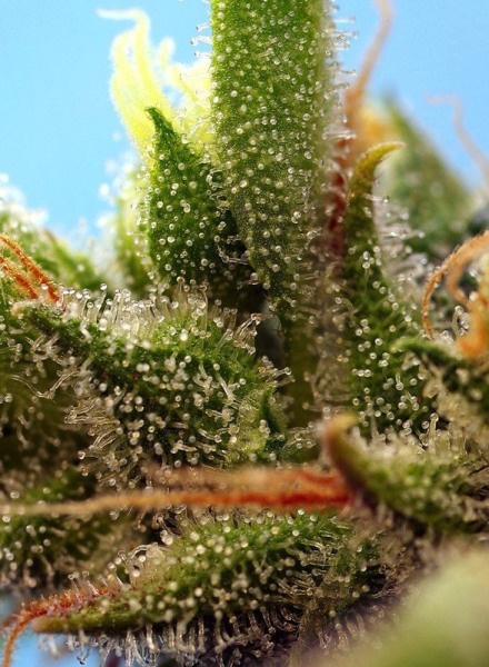 Strawberry Banana Gelato XL Auto - SWEET SEEDS | TanieSianie.pl